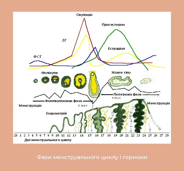 Будова та функції жіночої статевої системи
