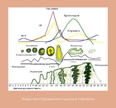 Схема регуляции сократительной деятельности матки